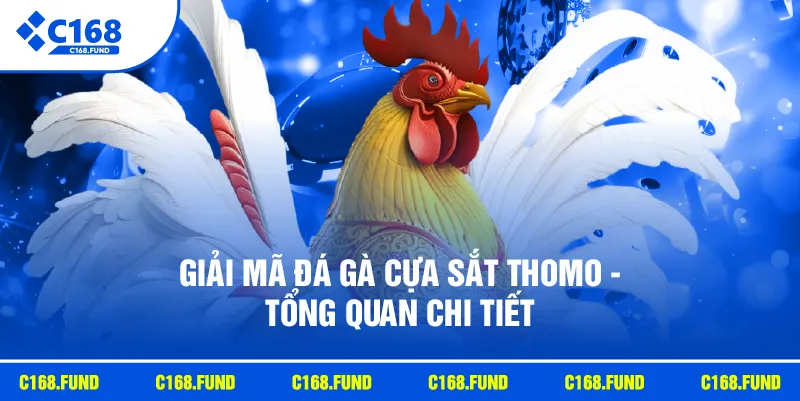 Giải mã đá gà cựa sắt Thomo - Tổng quan chi tiết